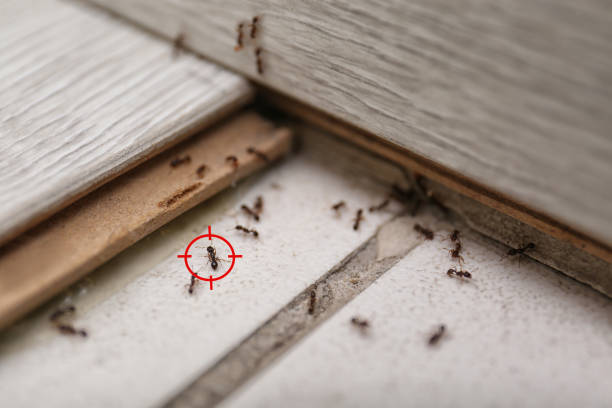 Best Pest Removal Services  in Story City, IA