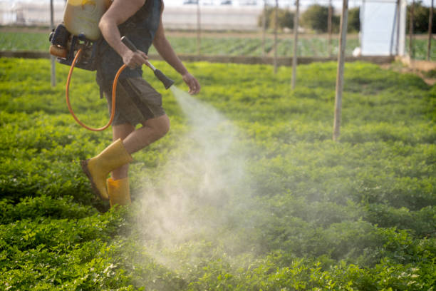 Best Wasp Removal Services  in Story City, IA