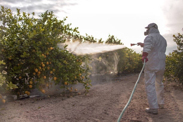 Best Bed Bug Extermination  in Story City, IA