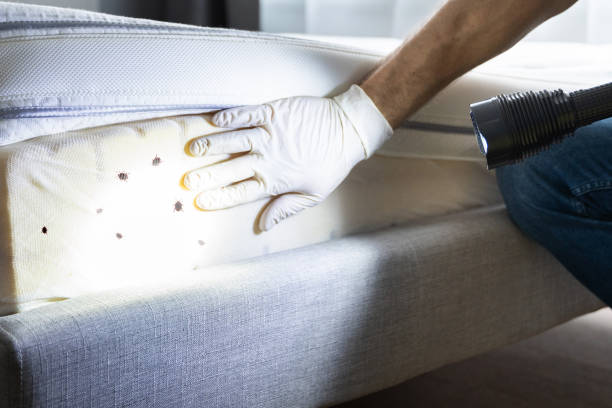 Reliable Story City, IA Pest Control Solutions